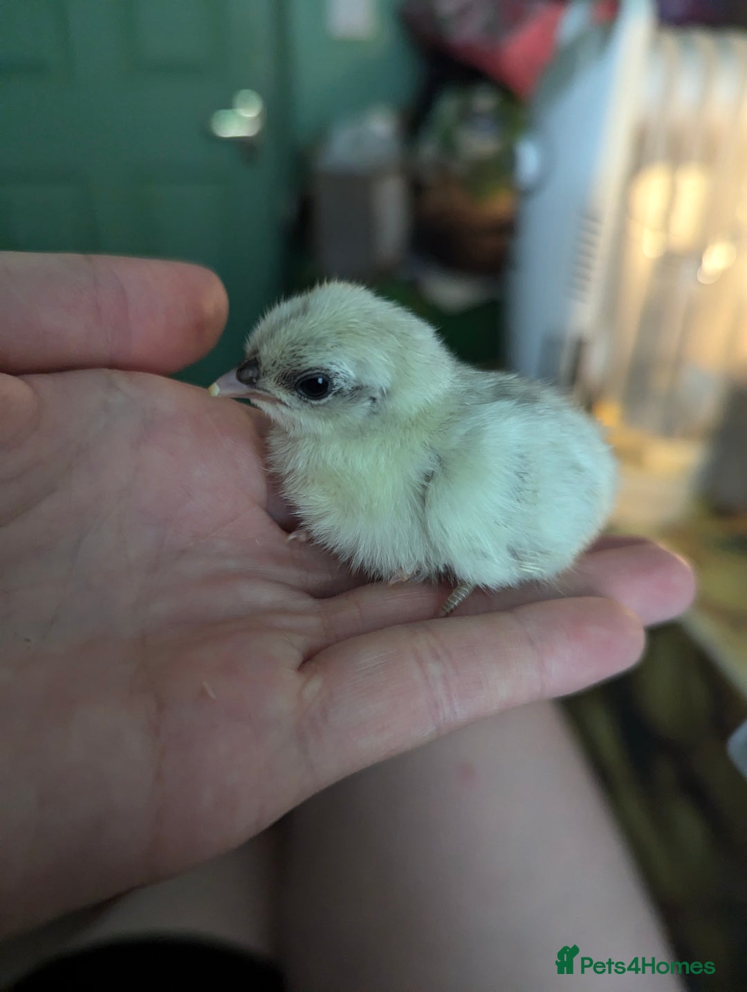 Chickens poultry for sale: Tiny Serama chicks (world's smallest chicken) - Image 1