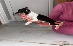 Chihuahua dogs for sale: 3/4 chihuahua 1/4 jack russell - Image 22