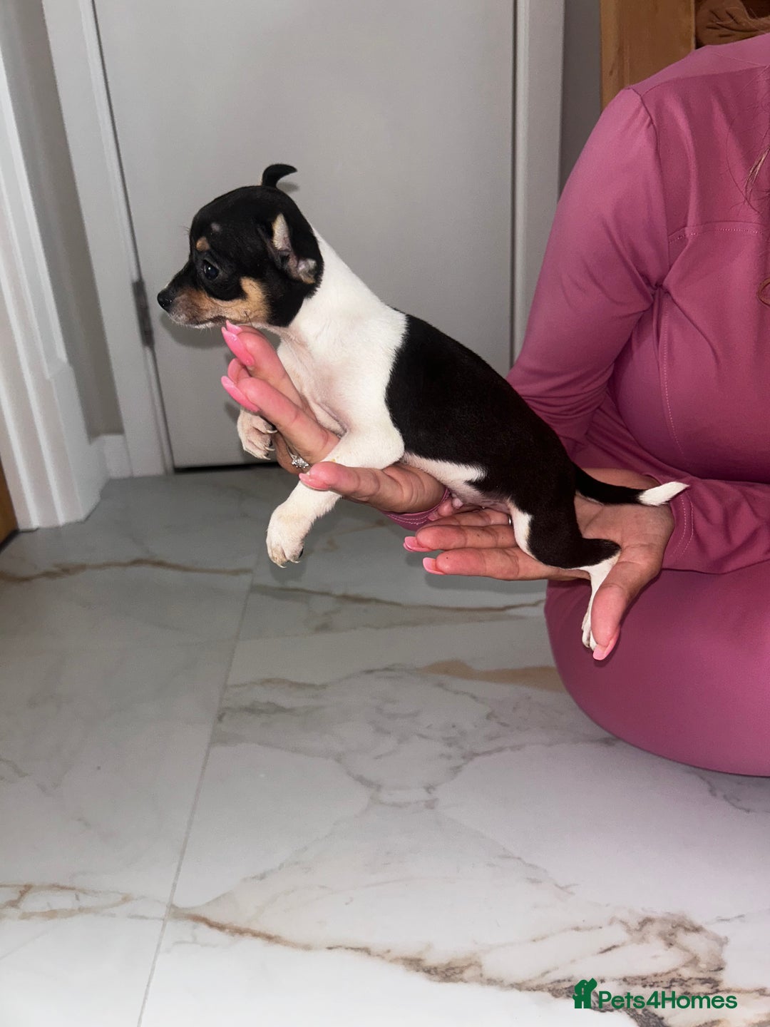 Chihuahua dogs for sale: 3/4 chihuahua 1/4 jack russell - Image 22