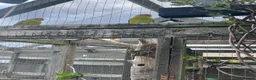 Mixed Breed birds for sale: Various colours of Kakariki for sale  - Advert 4
