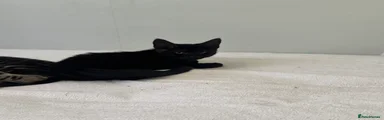 Mixed Breed Kitten 2