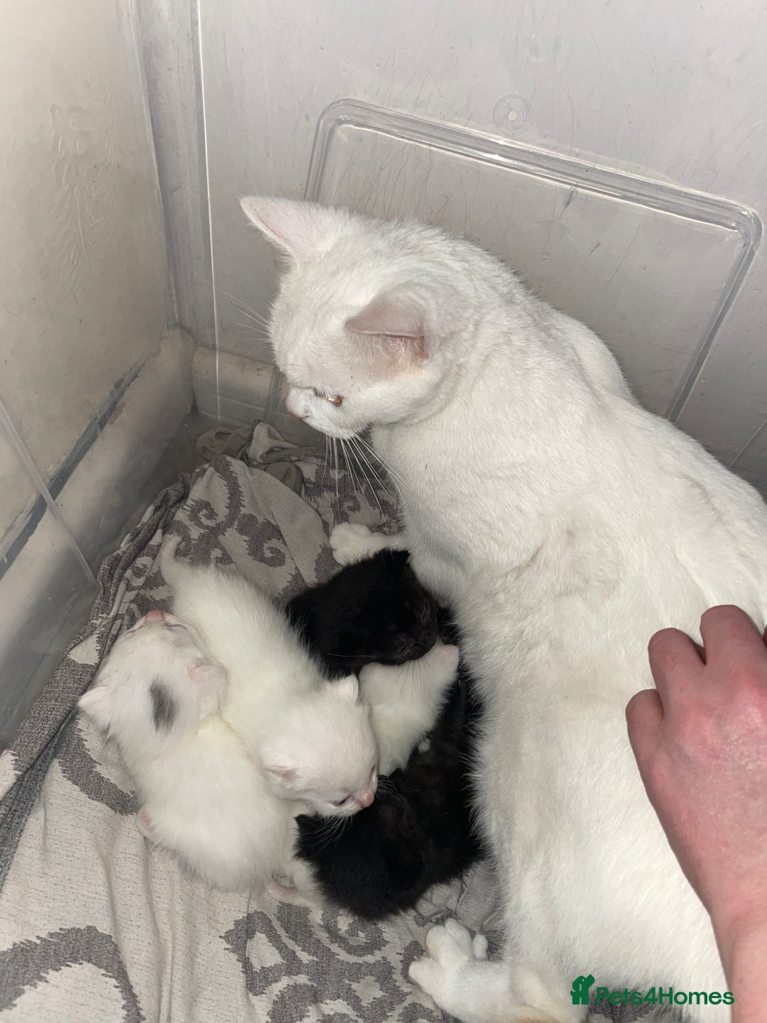Domestic Shorthair cats for sale: Kittens ready to reserve  - Image 11