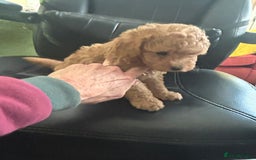 Toy Poodle dogs for sale: Red toy poodle puppies - Image 5