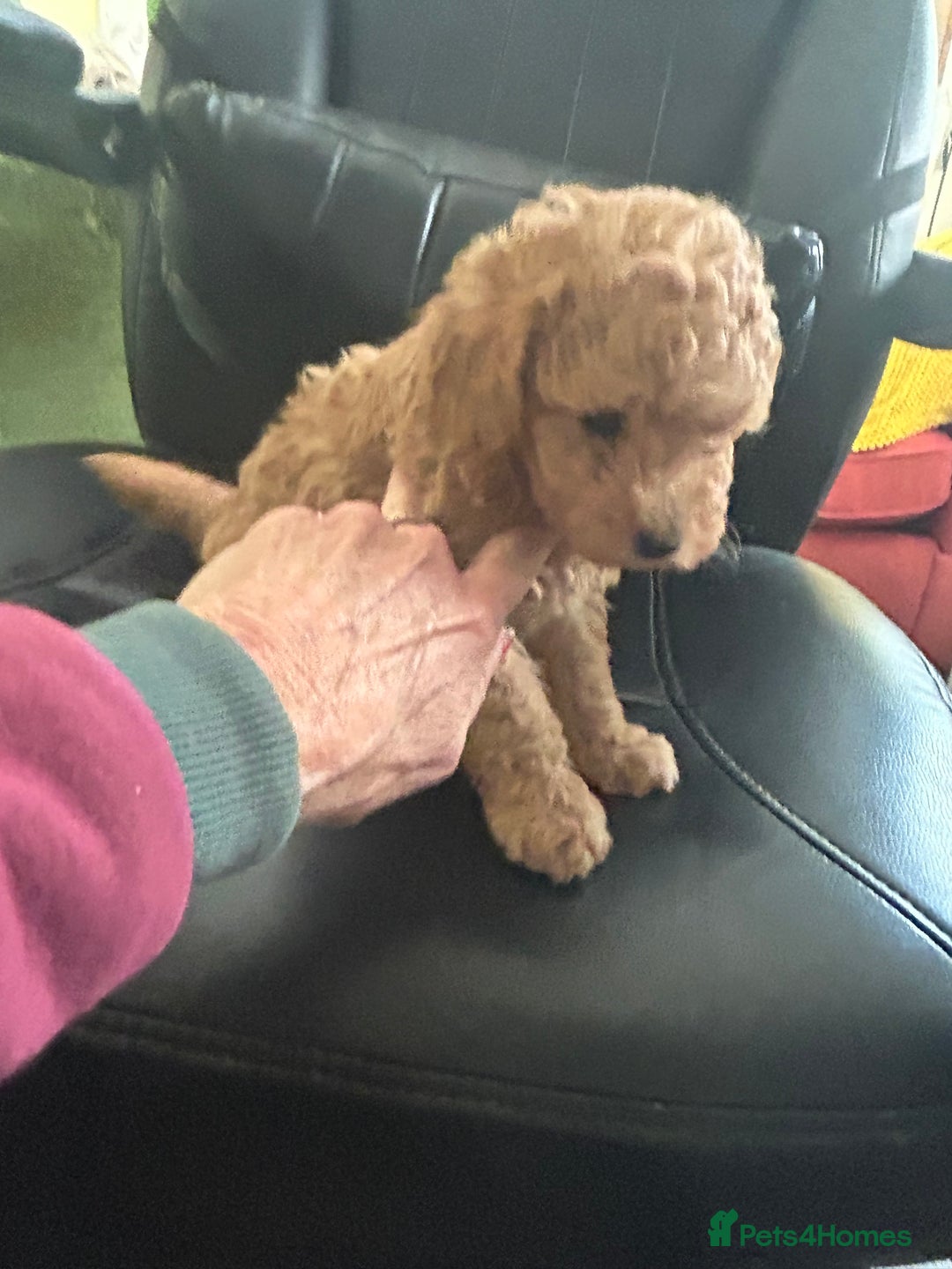 Toy Poodle dogs for sale: Red toy poodle puppies - Image 5