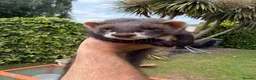 Ferret rodents for sale: Hob Sable black ferret 13 weeks old - Advert 2