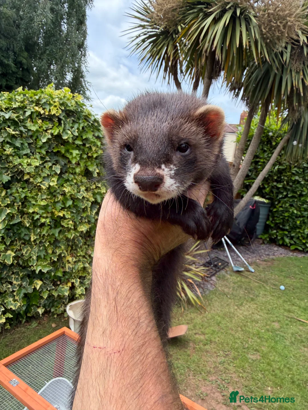 Ferret rodents for sale: Hob Sable black ferret 13 weeks old - Advert 2