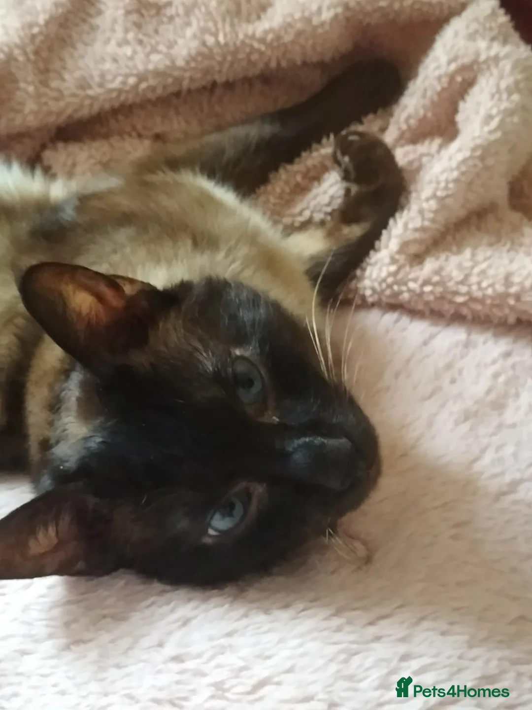 Tonkinese cats for sale:  Tonkinese Male – Needs a Calm, Patient Home in Treorchy - Advert 1