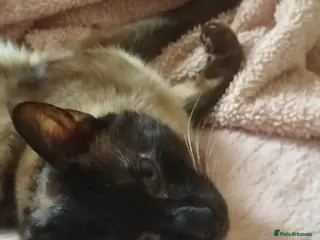 Tonkinese cats Tonkinese Male – Needs a Calm, Patient Home in Treorchy - Advert 2