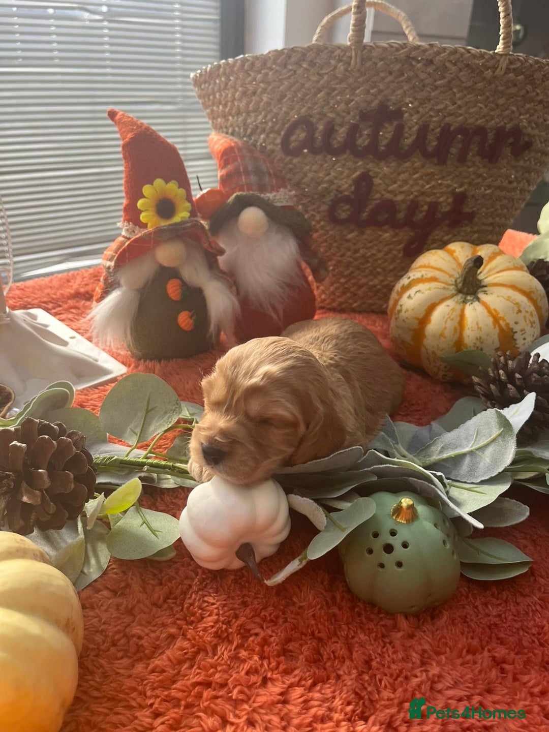 Cockapoo dogs for sale: Beautiful black F1B cockapoo boy ready next week  - Advert 27