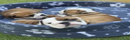English Bulldog dogs for sale: Champion Line KC Bulldog Puppies Health Tests - Advert 5