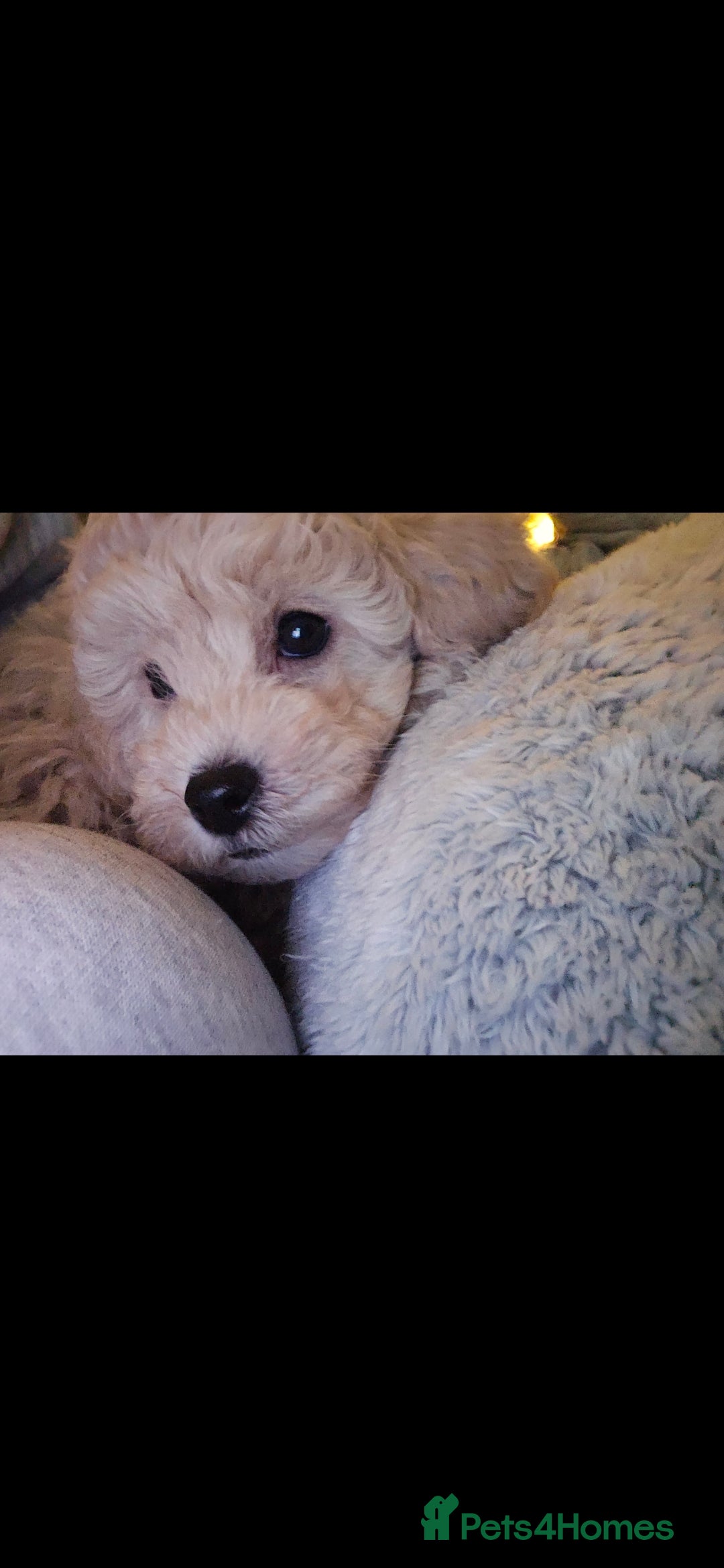 Cockapoo dogs for sale: Gorgeous cockerpoo puppies - Advert 16