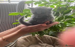British Shorthair cats for sale: Stunning British Short Hair kitten GCCF/TICA - Image 9