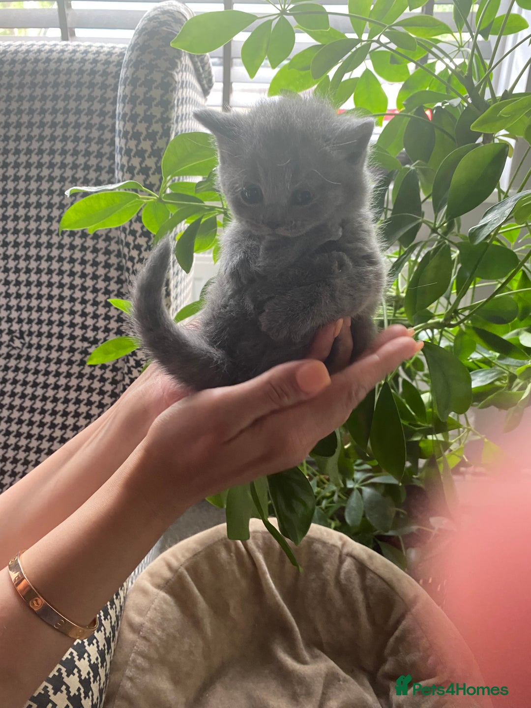 British Shorthair cats for sale: Stunning British Short Hair kitten GCCF/TICA - Image 9