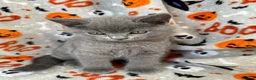 British Shorthair cats for sale: British Shorthairs - Advert 25