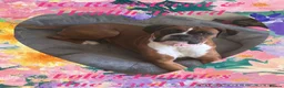 Boxer dogs for sale: 🐾 Exceptional Pedigree KC Reg. Boxer Puppies 🐾 - Advert 2