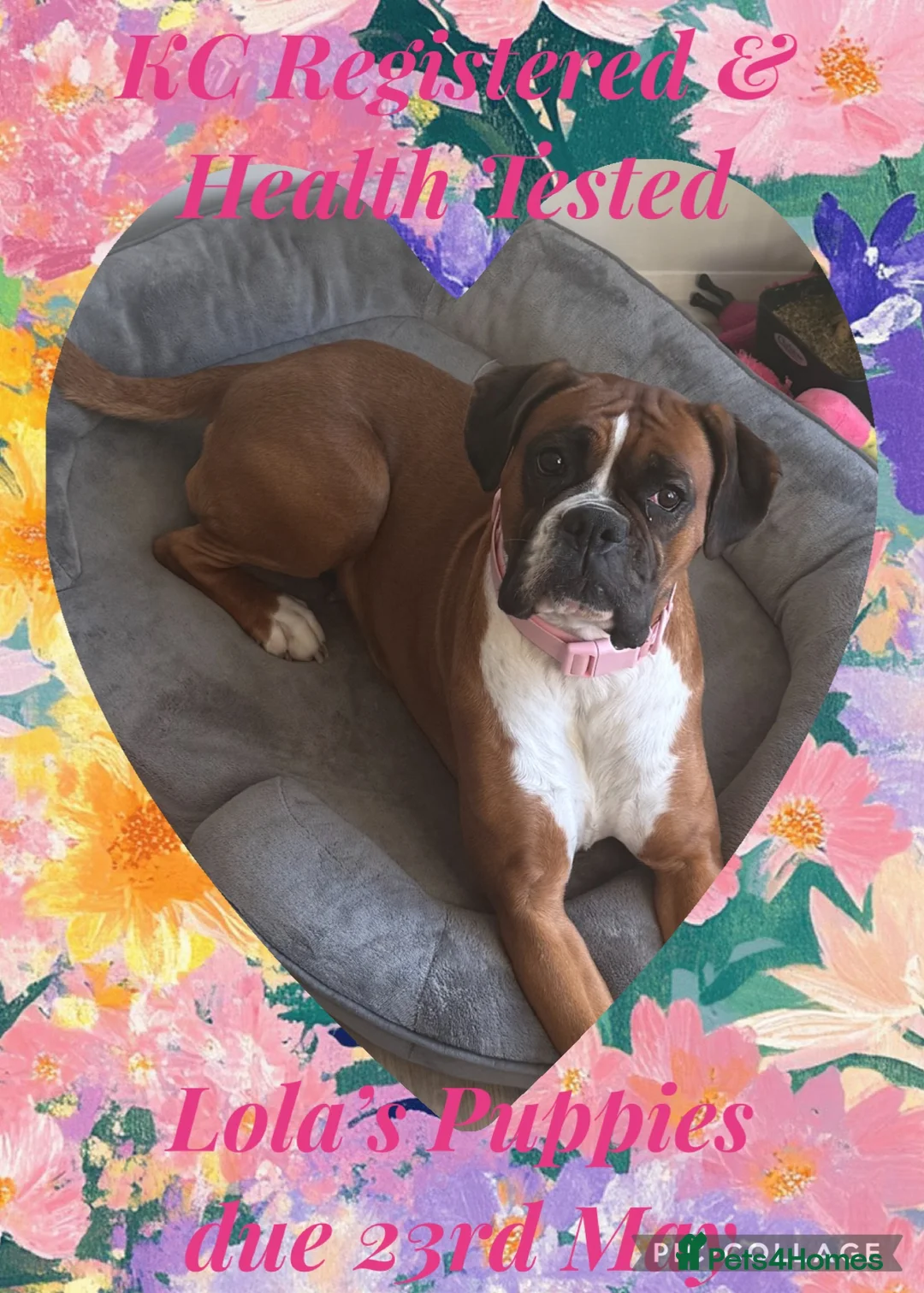 Boxer dogs for sale: 🐾 Exceptional Pedigree KC Reg. Boxer Puppies 🐾 - Advert 2
