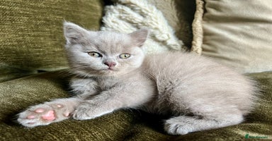 Scottish Fold cats - Advert 12