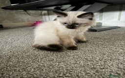 Ragdoll cats for sale: Sapphire's Ragdolls - Image 35