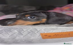 Dachshund dogs for sale: Mini dachshund puppy  - Image 3