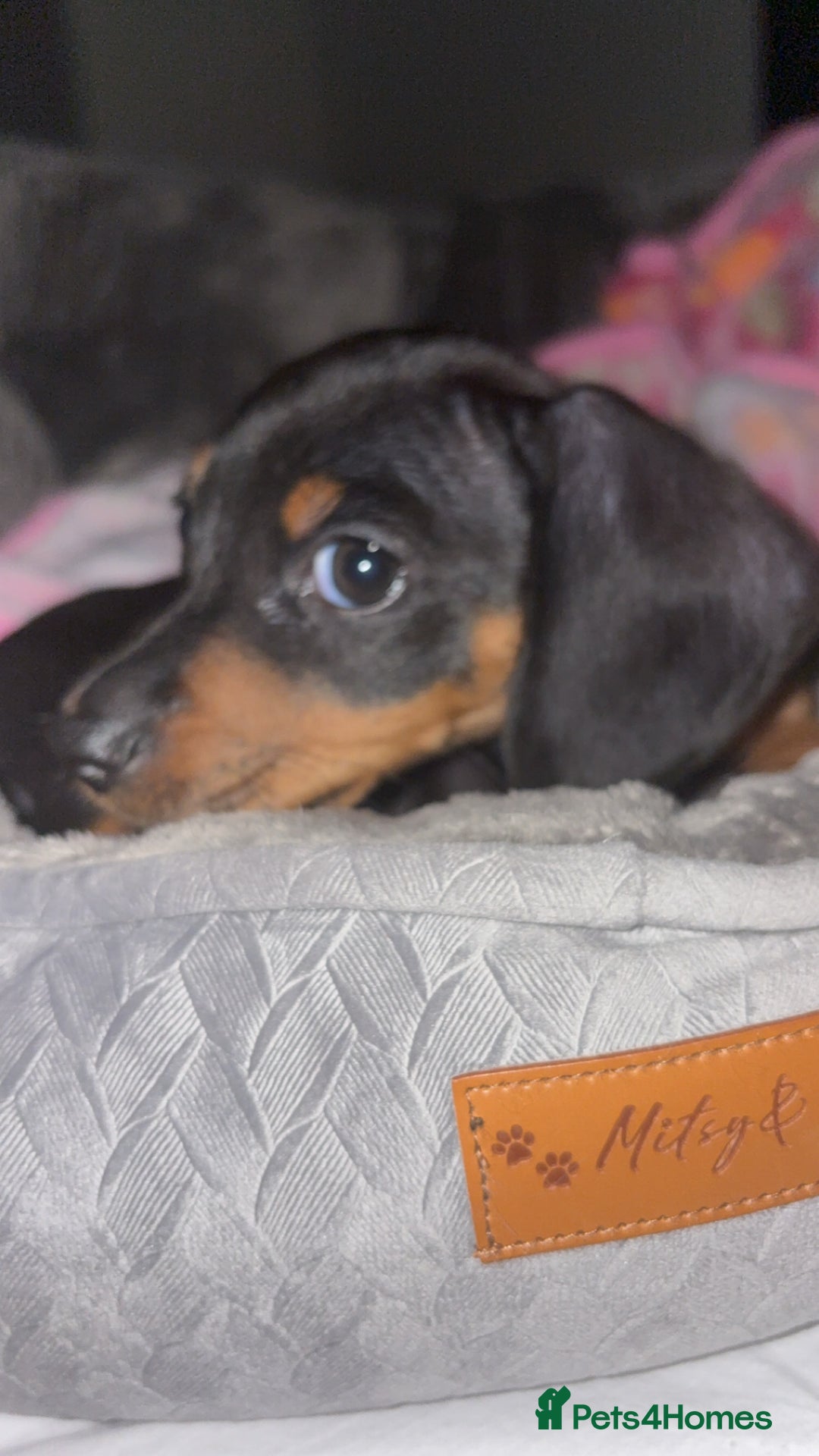 Dachshund dogs for sale: Mini dachshund puppy  - Image 3