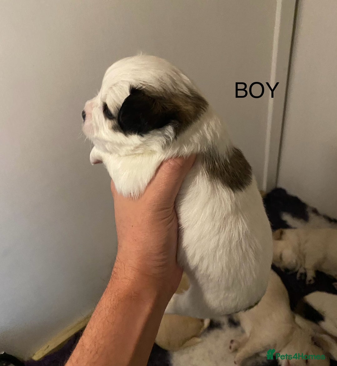 Mixed Breed dogs for sale: Stunning 3/4 Chihuahua puppies  - Image 6