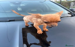 Chihuahua dogs for sale: 4 Month Chihuahua For Sale  in London - Image 6