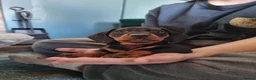 Miniature Dachshund dogs for stud: Miniature Smooth Dachshund in Cinderford - Advert 9