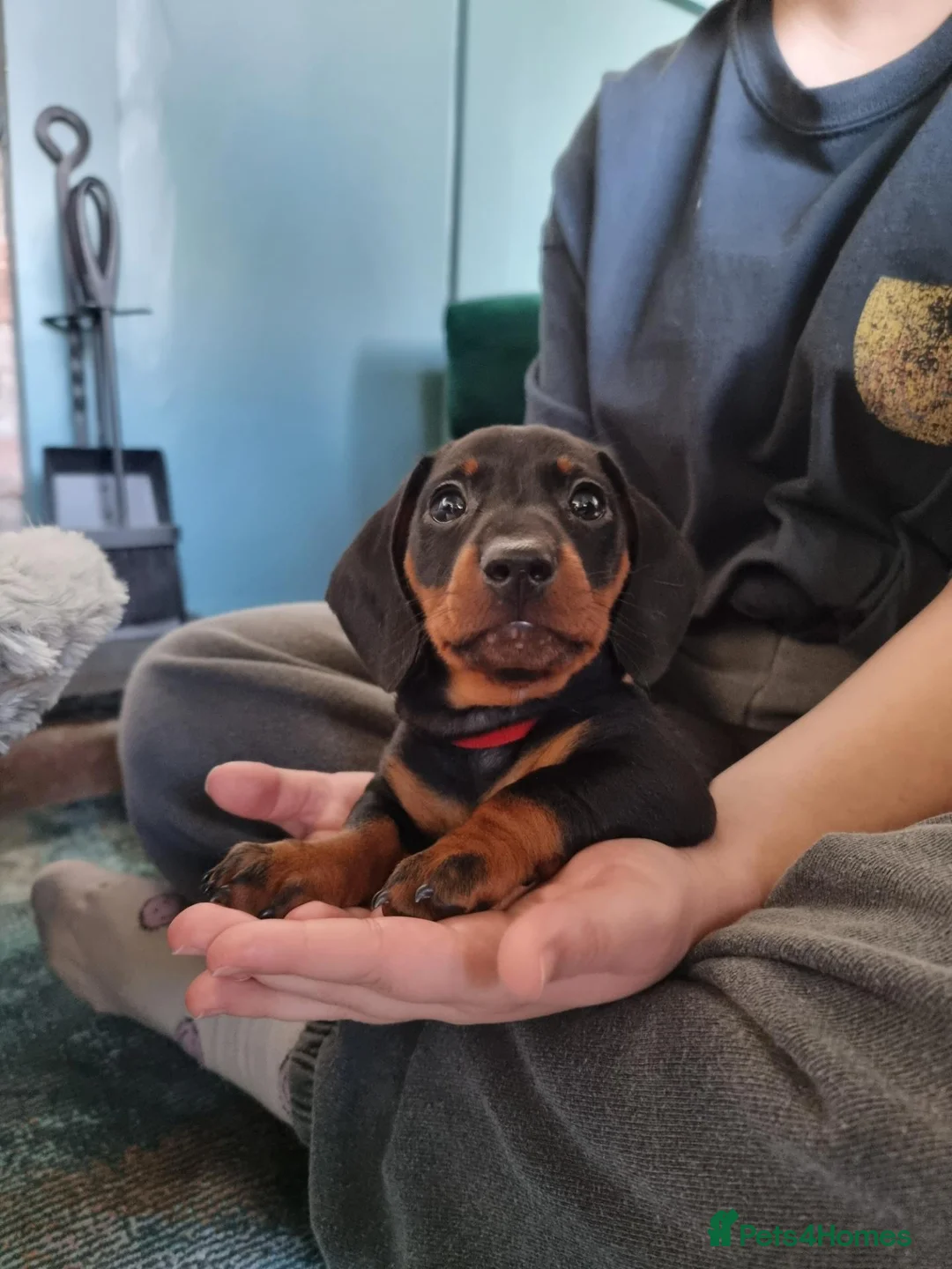 Miniature Dachshund dogs for stud: Miniature Smooth Dachshund in Cinderford - Advert 9