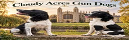 English Springer Spaniel dogs for stud: English Springer Spaniel for Stud  - Advert 1