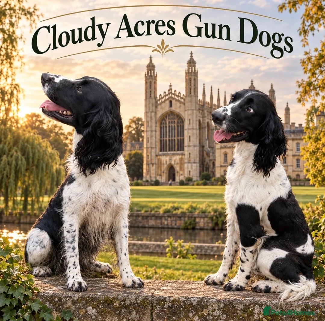 English Springer Spaniel dogs for stud: English Springer Spaniel for Stud  - Advert 1
