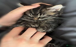 Maine Coon cats for sale: Small female maine coon cross - Advert 2