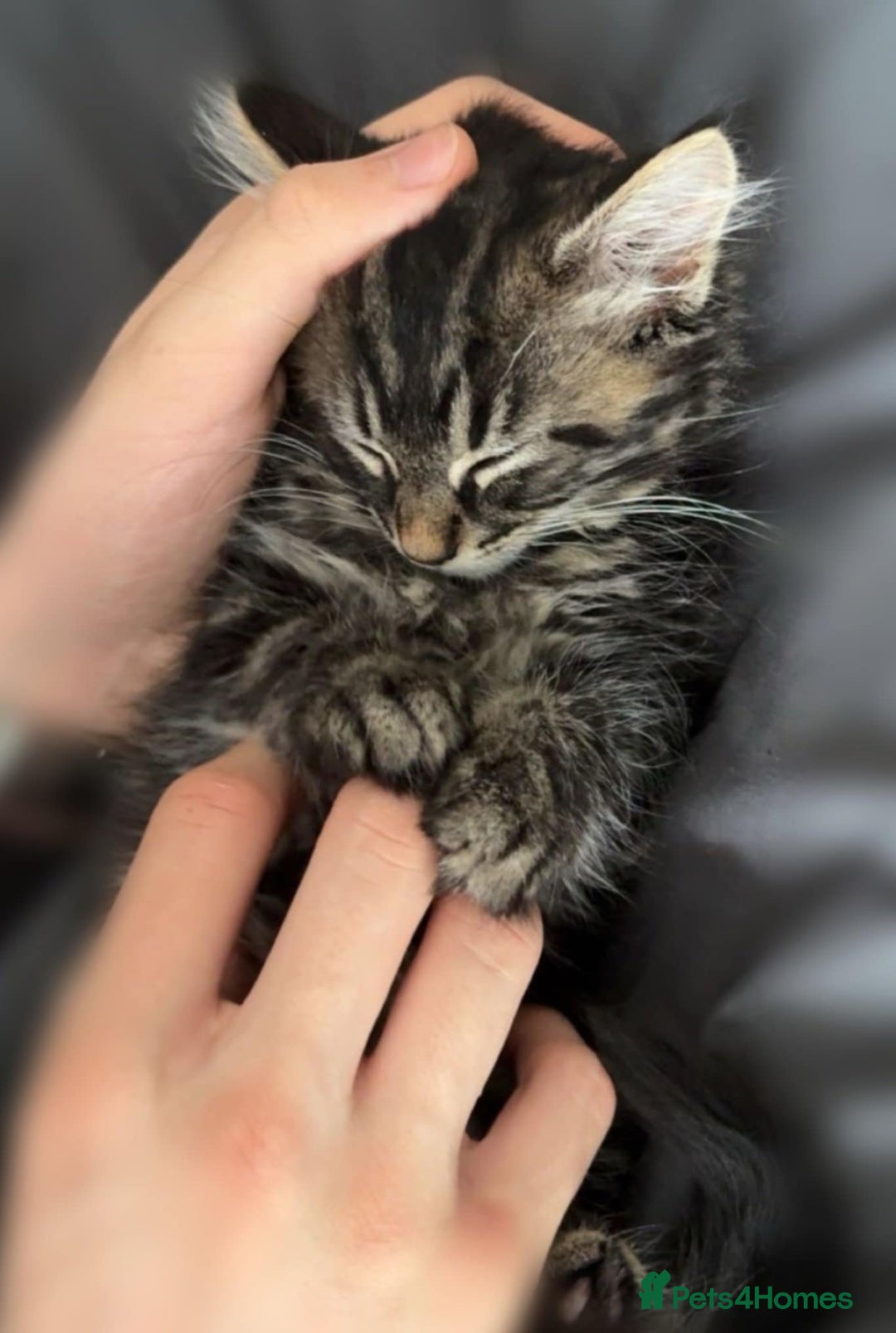 Maine Coon cats for sale: Small female maine coon cross - Advert 2