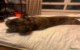 Mixed Breed dogs for sale: Stuffy - Image 7