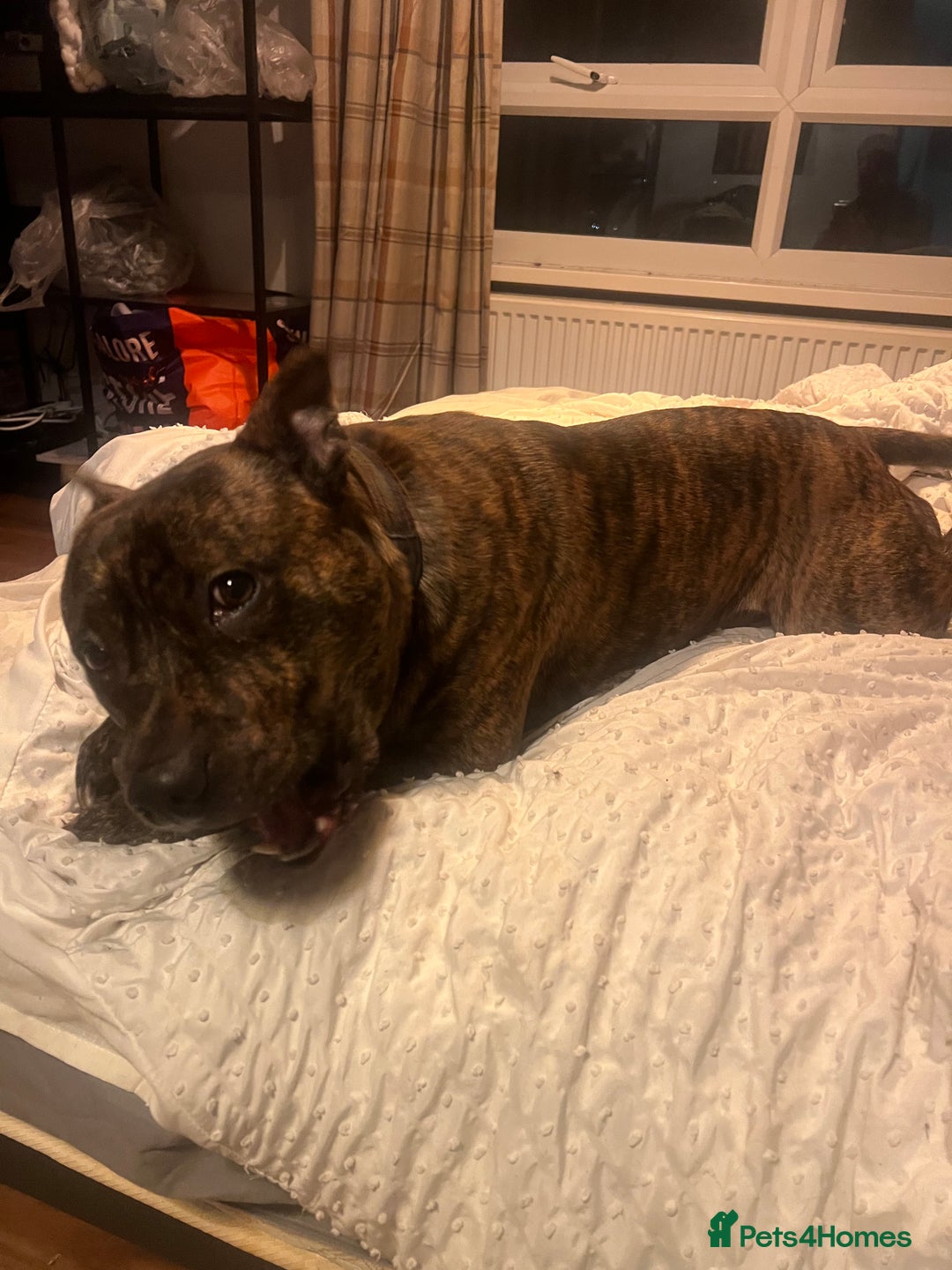 Mixed Breed dogs for sale: Stuffy - Image 7