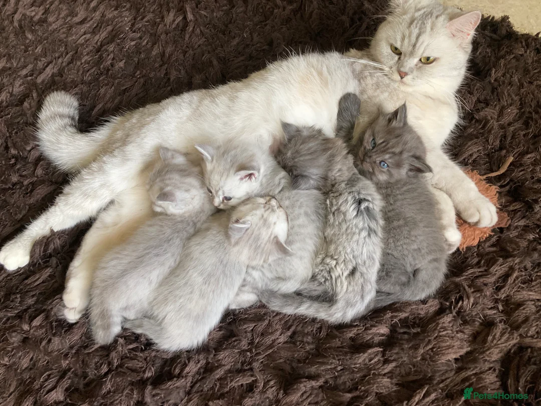 Mixed Breed cats for sale: Exotic person cross,   polish pedigree mane coin in Pontefract - Advert 1