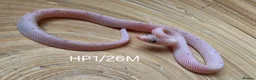 Corn Snake reptiles for sale: Palmetto and caramel palmetto corn snakes  - Advert 22