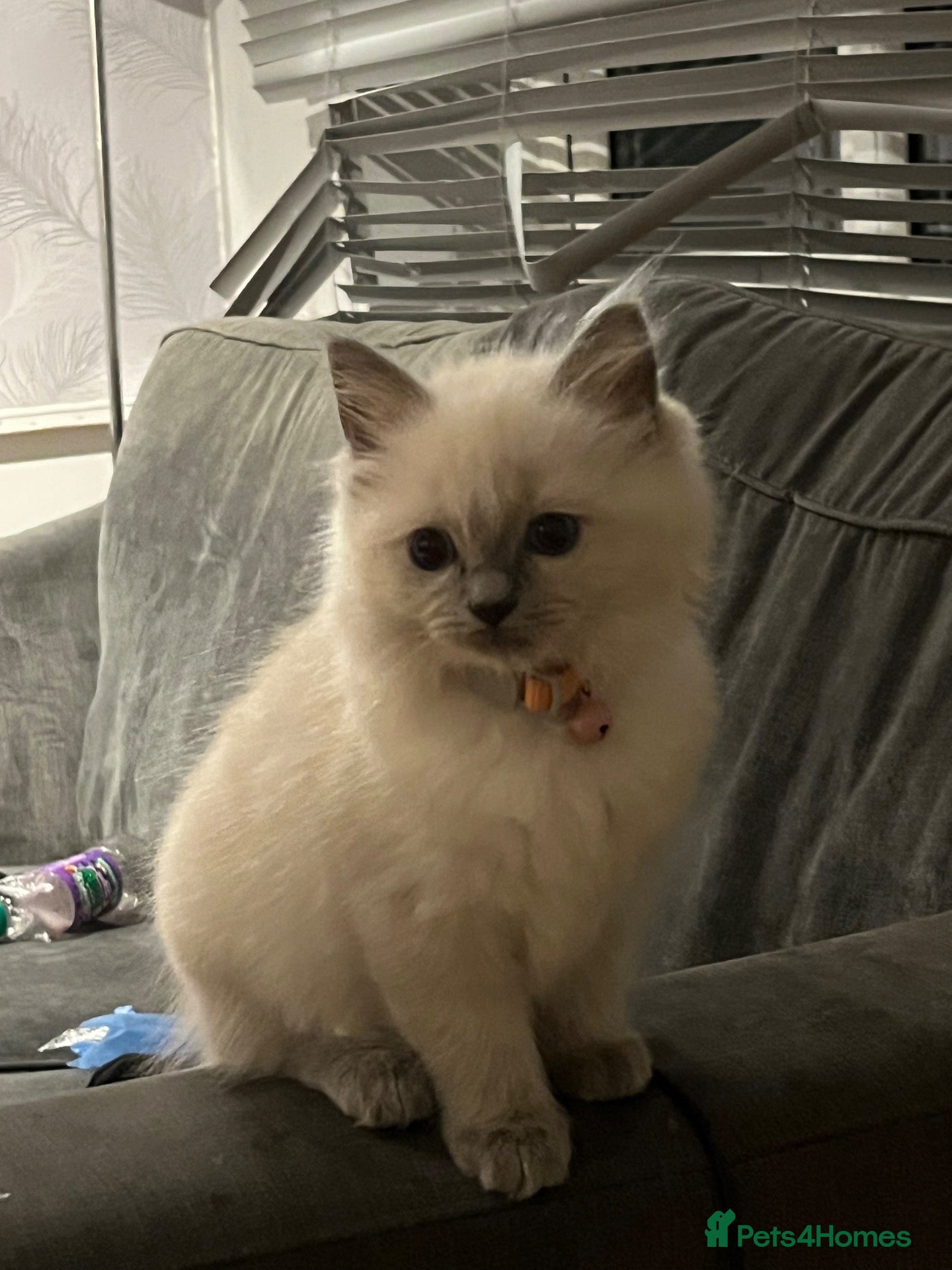 Ragdoll cats TICA registered Ragdoll kittens 1 girl left! - Advert 1