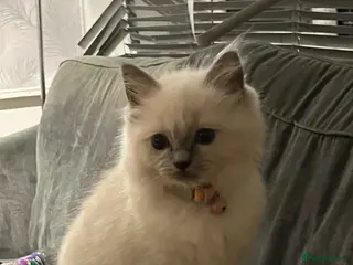 Ragdoll cats TICA registered Ragdoll kittens 1 girl left! - Advert 1