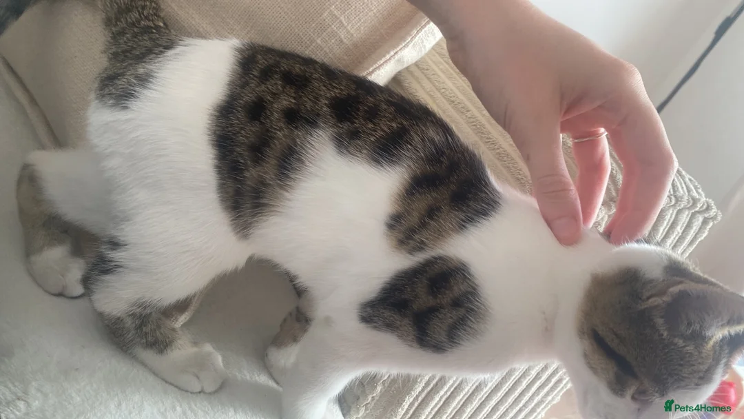 Mixed Breed cats for sale: 20 week old male cat.  - Advert 2
