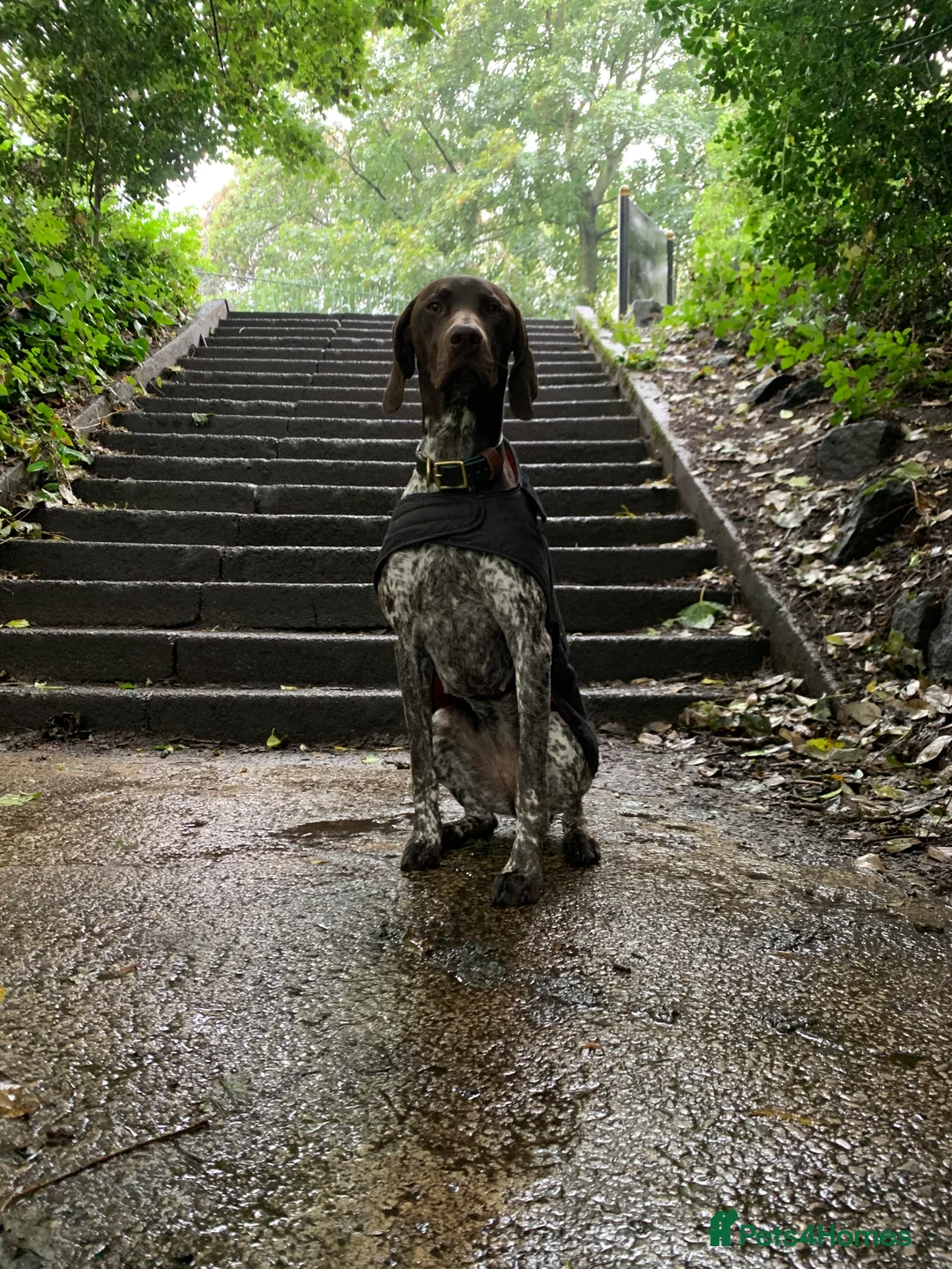 German Shorthaired Pointer dogs for sale:  Loving Home Needed for Our Beautiful GSP - Advert 6