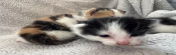 British Longhair cats for sale: Kittens  in Haltwhistle - Advert 21