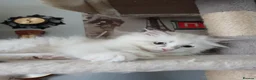 Siberian cats for sale: Purebred Siberian male kittens. - Advert 28