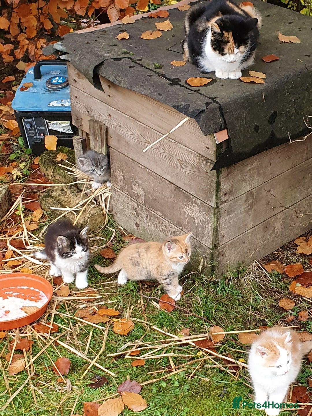 Mixed Breed cats for sale: Various Coloured Kittens - Advert 6