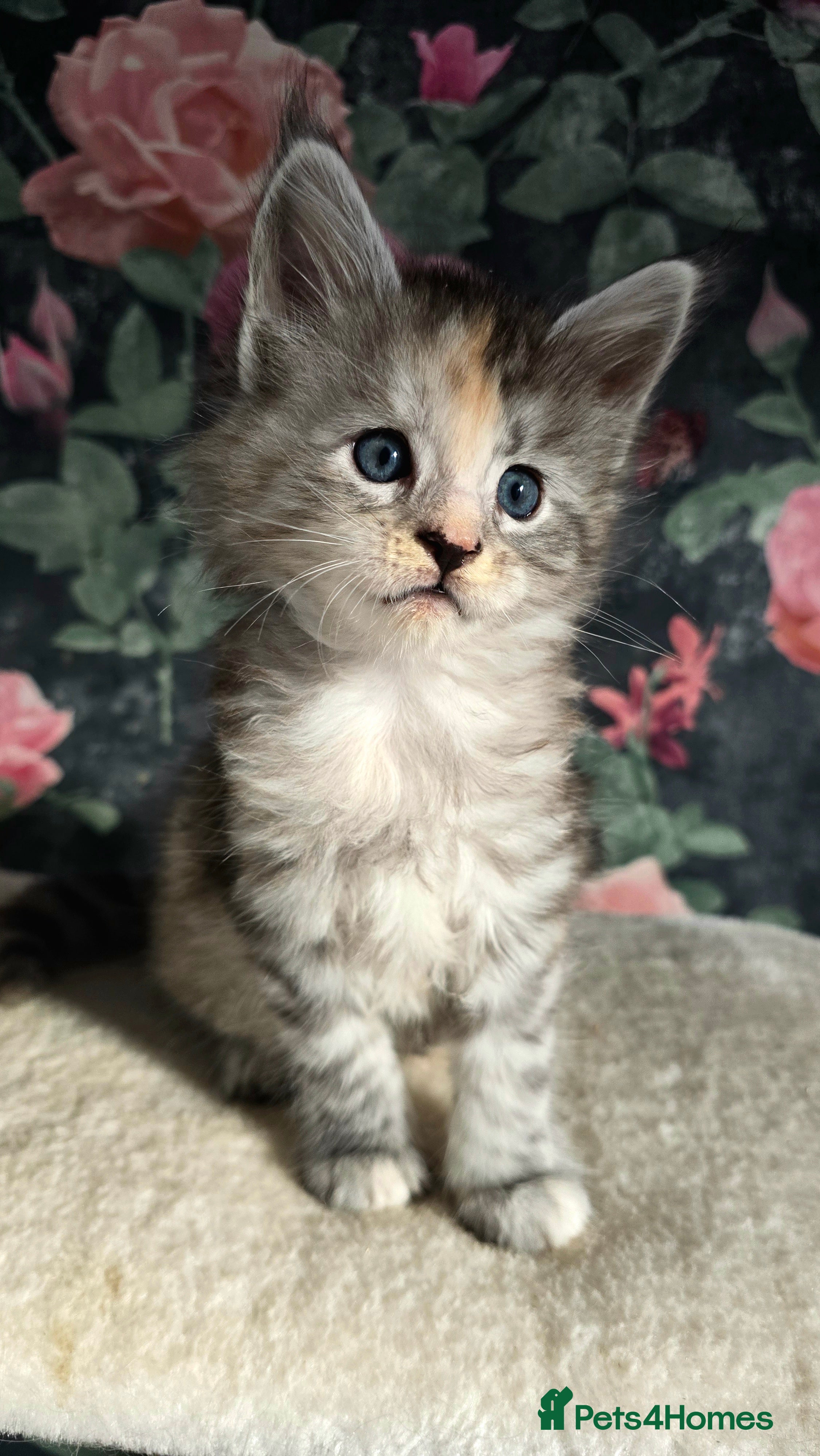 Maine Coon cats Stunning Maine coons  - Advert 1