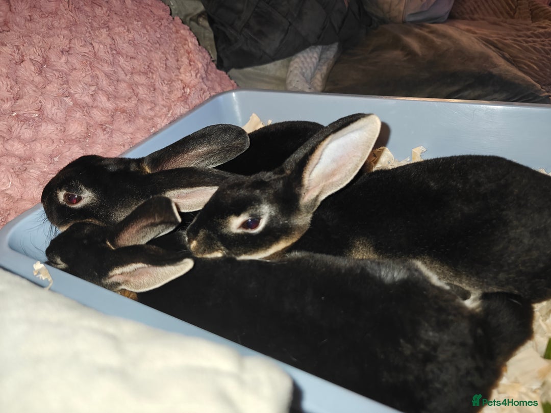 Rex rabbits for sale: Black Otter Mini Rex Buck in Droitwich - Image 29