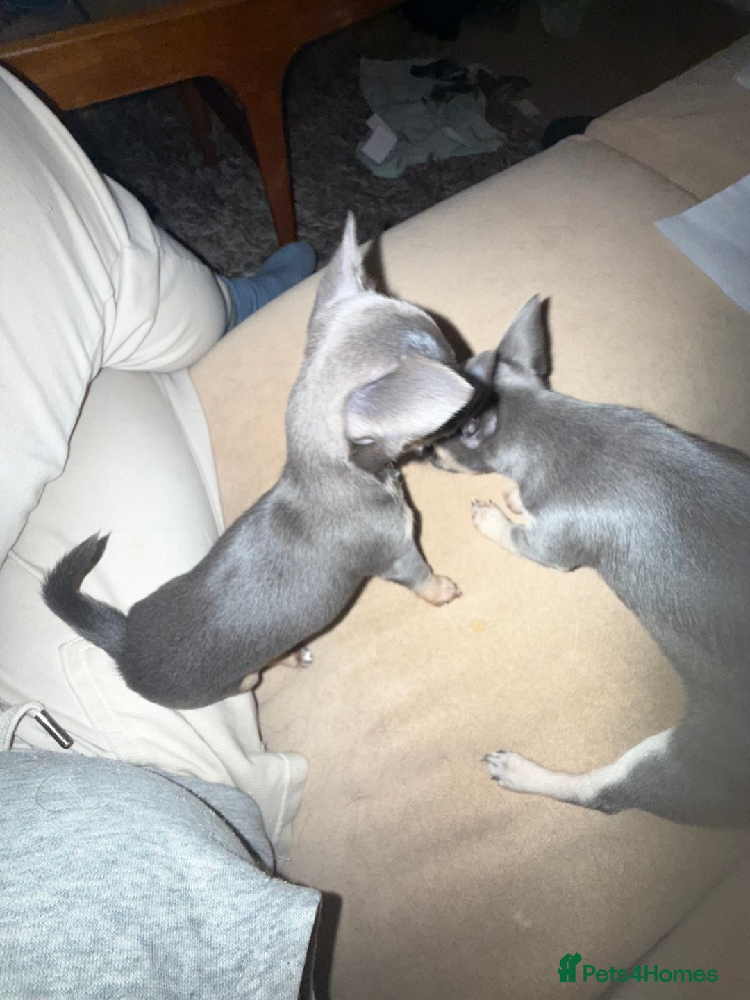 Chihuahua dogs for sale: Sensational KC blue Chihuahua ( smooth ) pups  - Advert 5