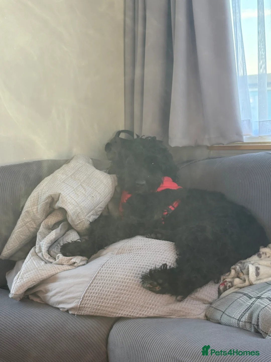 Cockapoo dogs for sale: 1 year 5 months cockerpoo  in Cambridge - Advert 3