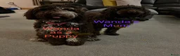 Cockapoo dogs for sale: Cockapoo experience from birth to home 12.5.26 🥰 in Ilkeston - Advert 3