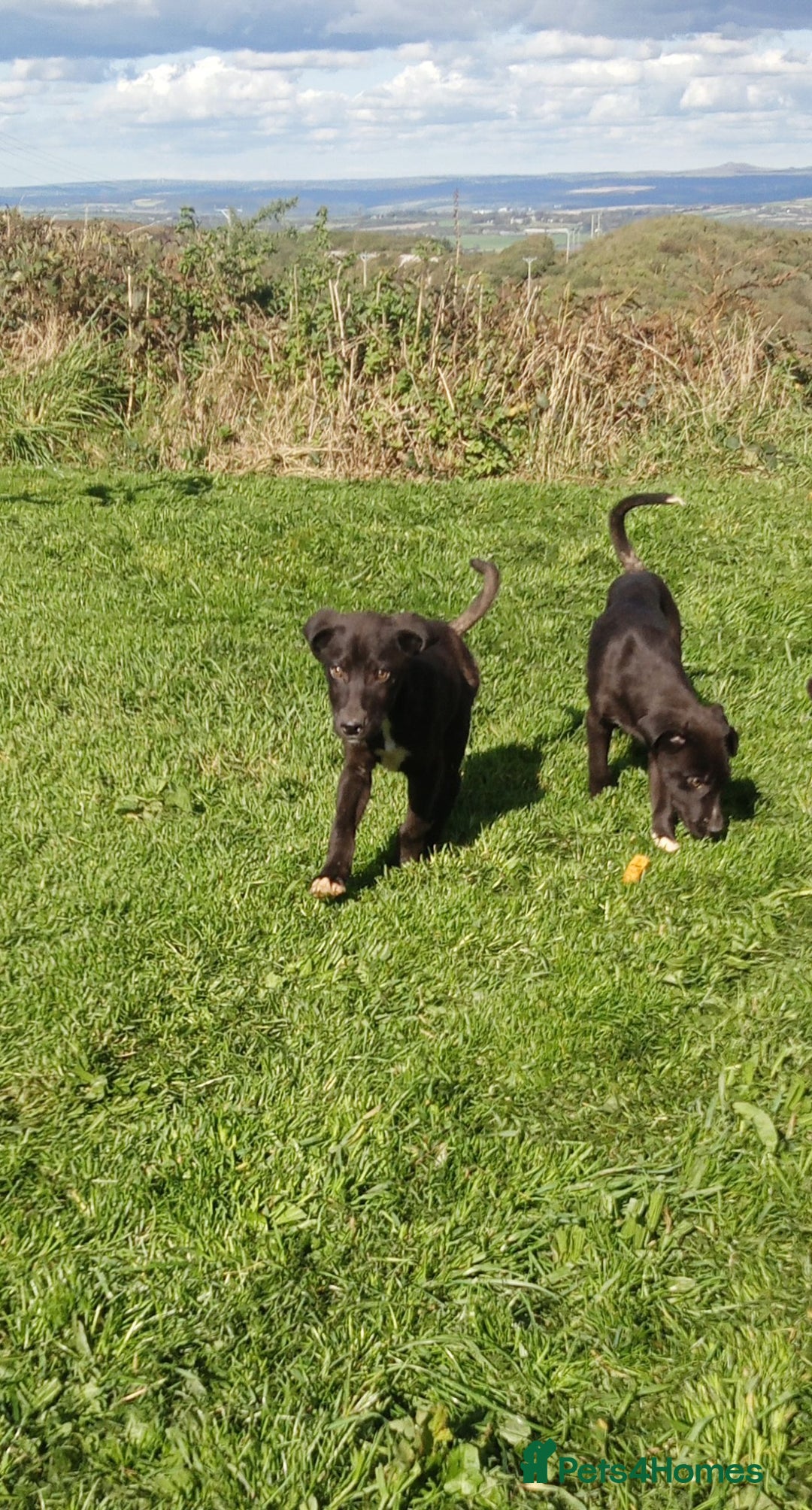 Mixed Breed dogs for sale: Bouncy beautiful puppies  - Image 2