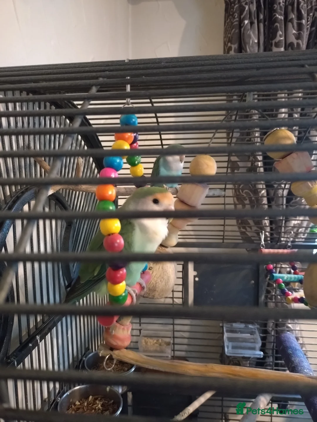 Lovebirds birds for sale: Bonded pair of lovebirds - Advert 4